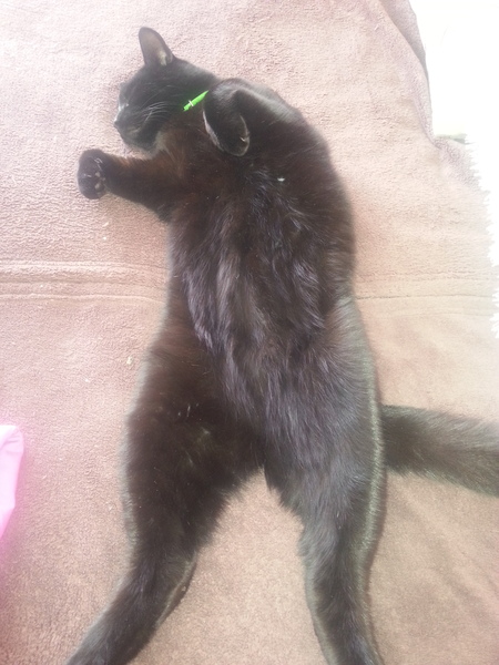 Nice moments with your cats