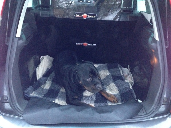 Hairy dog in new car
