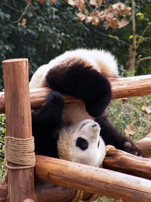 5:2 Thread number 51: Whoever said "nothing tastes as good as skinny feels" obviously never tasted ice cream or chocolate !  5:2 is for those who enjoy good food and don't want to diet every damn day