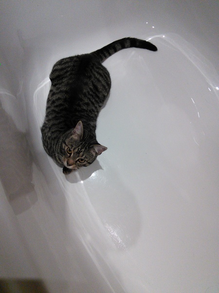 Nice moments with your cats