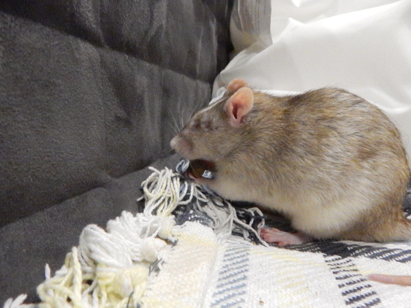 Small pet/s for a 5 year old?