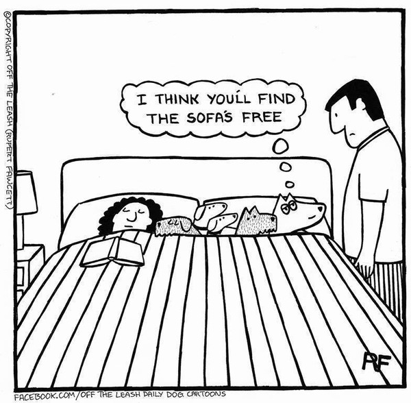 If you let your dog sleep on the bed, how and whereabouts does he/she sleep?