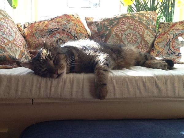 Chronic stomatitis - has anyone had their cat's teeth removed?