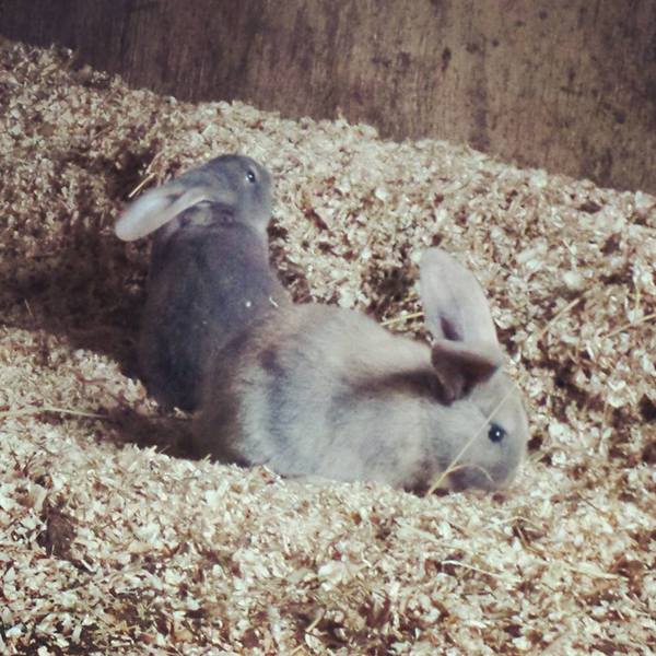 Err...done something I swore I would never do...