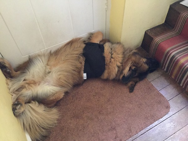 how does your dog sleep - feet in the air