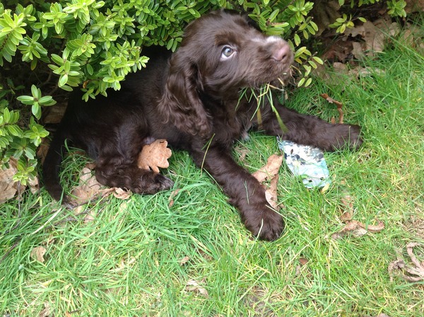 The Brave Babes Battle Bus -  The Wheels On This Bus Go Around And Around, In Search Of Sobriety.