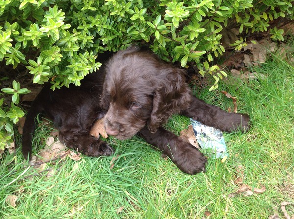 The Brave Babes Battle Bus -  The Wheels On This Bus Go Around And Around, In Search Of Sobriety.