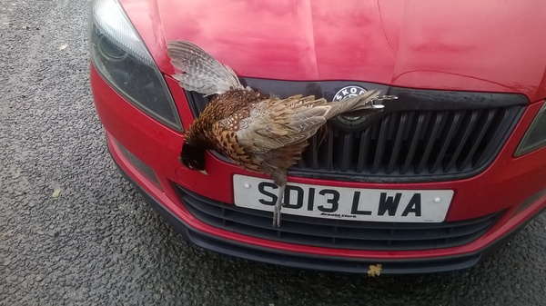 I've just ran over a pheasant :(