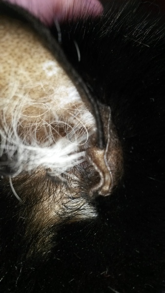 cat fur loss around ears