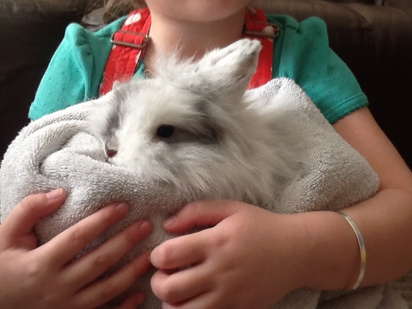 To think rabbits make shit pets?