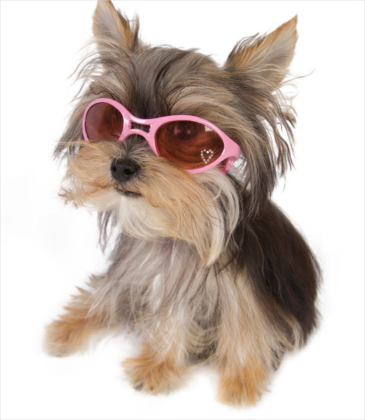 Can you advise on whether to get a dog please.