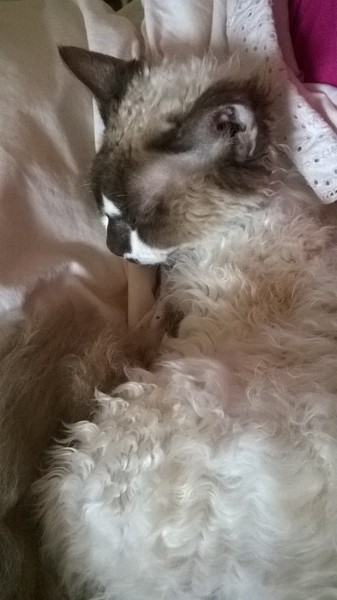 Nice moments with your cats
