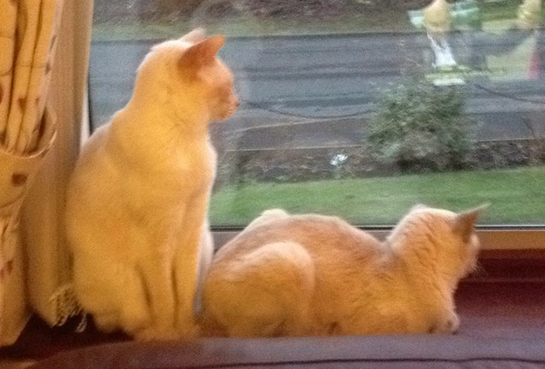 To pretend the cat did it and now I've had to put socks on her?