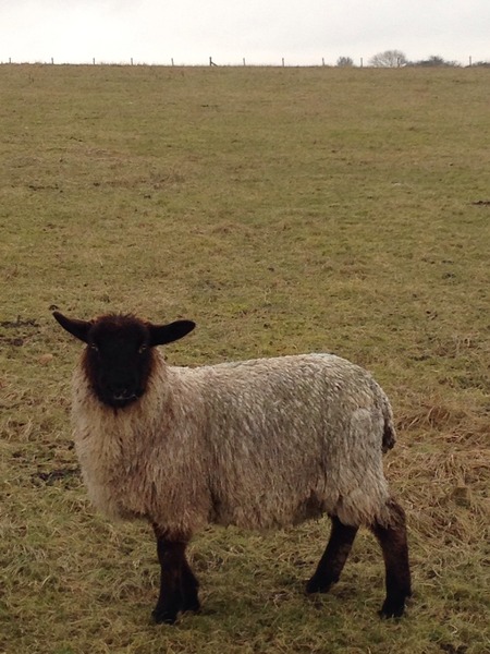 Life's a bitch but we keep on shagging! We've stocked up on gin and pics of cats! If your Miroid can't give you the big "O" then LTB and come join us! 50 shade's got nothing on us! It's JS'ing 40!!!!!