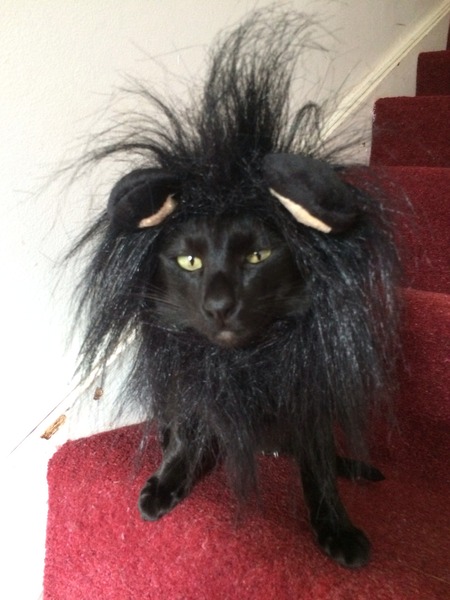 To pretend the cat did it and now I've had to put socks on her?