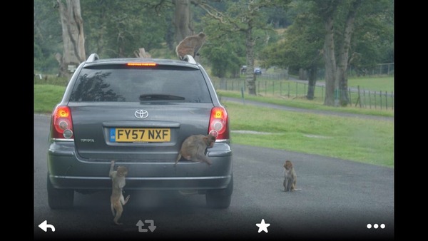 To ask if you've driven through a safari park...