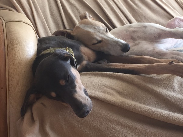 how does your dog sleep - feet in the air