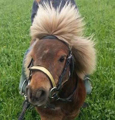 Do any of you have  Shetlands?