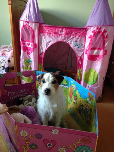 To be torn between a dog or baby?!