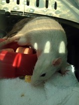 Rats - how much should I pay?