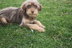 Its only been 3 weeks, and  I feel so guilty,but I really need another dog in my life!