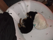 Getting to know Monty - less than a day into our adventure as fosterers