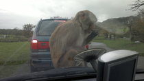 To ask if you've driven through a safari park...