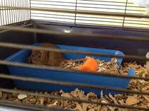 Rats - how much should I pay?