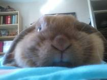 To think rabbits make shit pets?