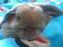 To think rabbits make shit pets?