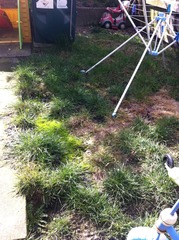 Is it possible to make this garden look pleasant again?