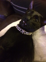 To pretend the cat did it and now I've had to put socks on her?