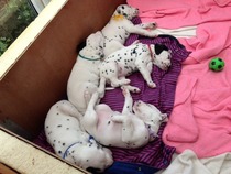 how does your dog sleep - feet in the air