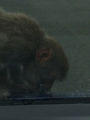 To ask if you've driven through a safari park...