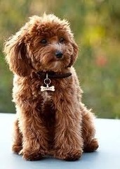 Recommendations on small dogs for young family!!