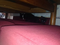 Collecting new kittens tomorrow - what have we forgotten?!