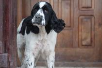 Rescue Cocker Spaniel