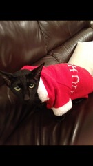 To pretend the cat did it and now I've had to put socks on her?