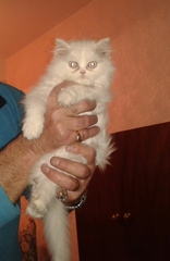 anyone here have a persian cat (am after tips, especially for a kitten..)