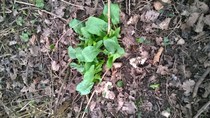 Can you help identify this plant?