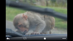 To ask if you've driven through a safari park...