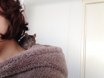 Small pet/s for a 5 year old?