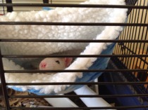 Rats - how much should I pay?