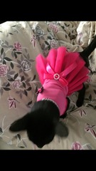 To pretend the cat did it and now I've had to put socks on her?