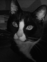Nice moments with your cats