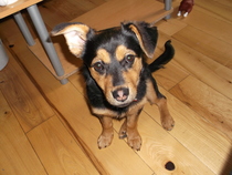 Getting to know Monty - less than a day into our adventure as fosterers