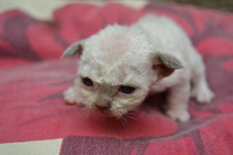 MKitten's Birthday, he's a kitten no more.