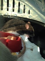 Rats - how much should I pay?