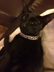 To pretend the cat did it and now I've had to put socks on her?