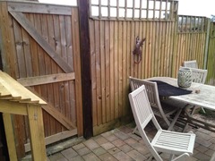 What to do with my garden fence?
